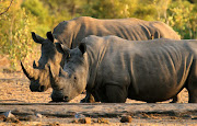 White rhino’s in the Kruger National Park. 