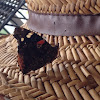 Red Admiral