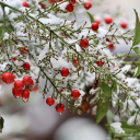 Frost on trees