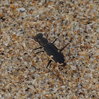 Tiger Beetle (H. biramosa)