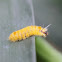 Yellow caterpillar