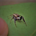 Jumping spider