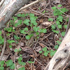 Fowler's Toad