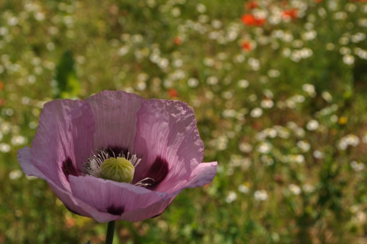 Pink flower di ph.kbb26