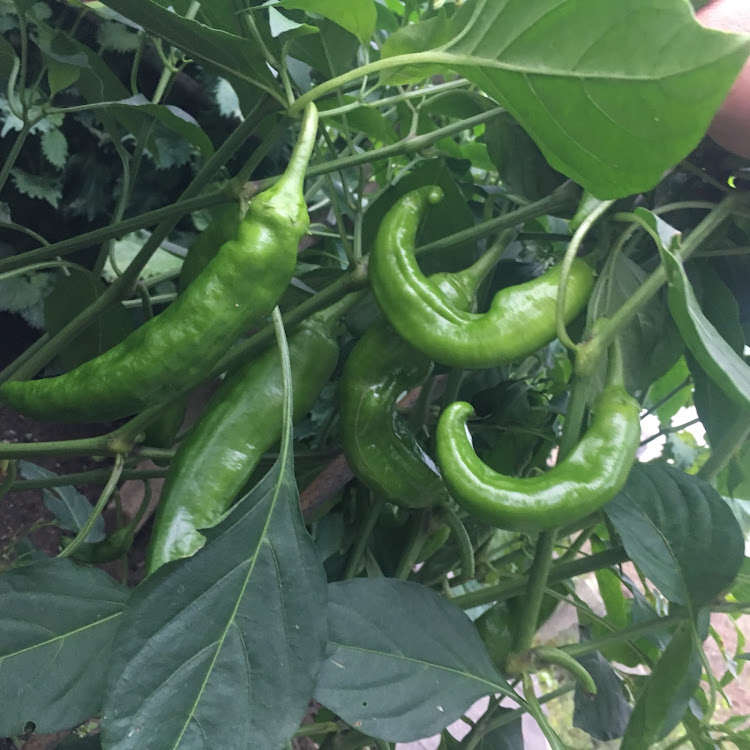 　少しずつ走るおにぎりさんが投稿した夏野菜スペシャルに関するカスタム事例の投稿画像7枚目