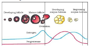 Menstrual Cycle