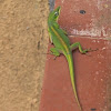 Cuban Green Anolis