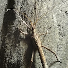 Brown Stick Insect