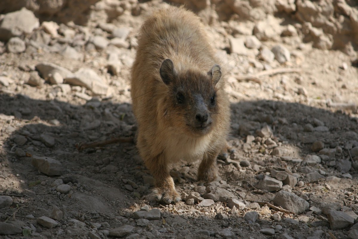 Coney (aka Hyrax)