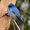 Nilgiri flycatcher