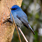 Nilgiri flycatcher