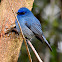 Nilgiri flycatcher