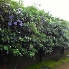 Blue clockvine