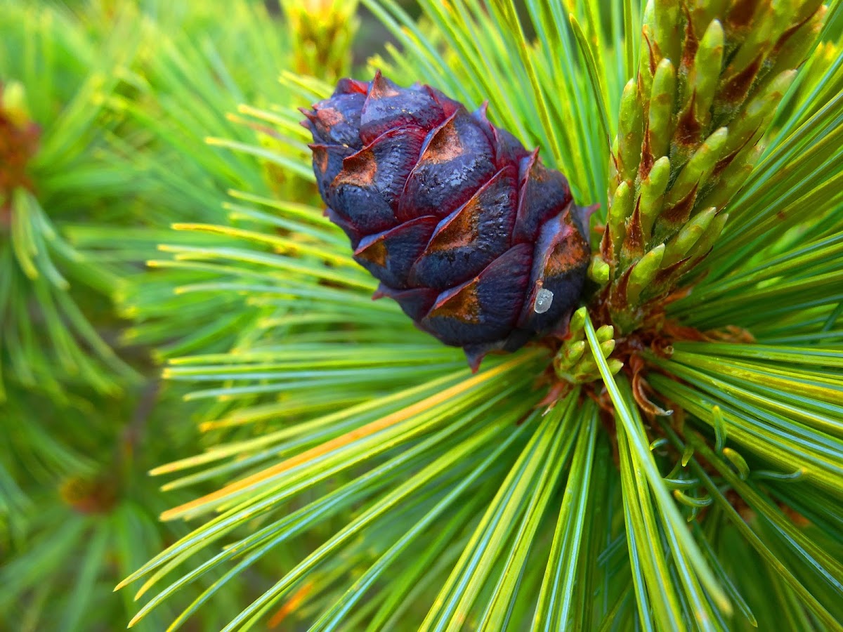 Siberian Dwarf Pine