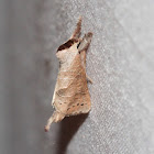 Notodontid Moth