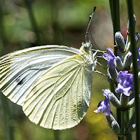 Lady Butterfly di 