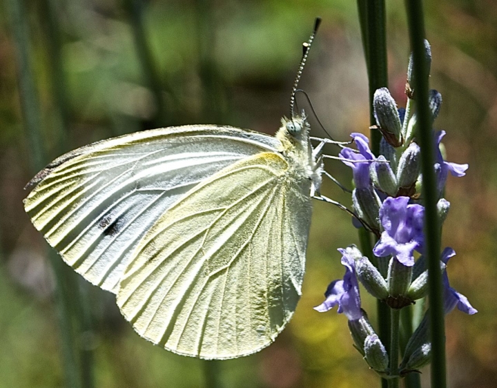 Lady Butterfly di vittorio