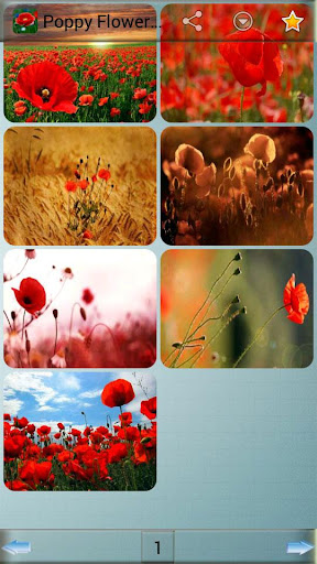 Poppy Flower Wallpapers