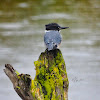 Belted Kingfisher