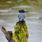 Belted Kingfisher