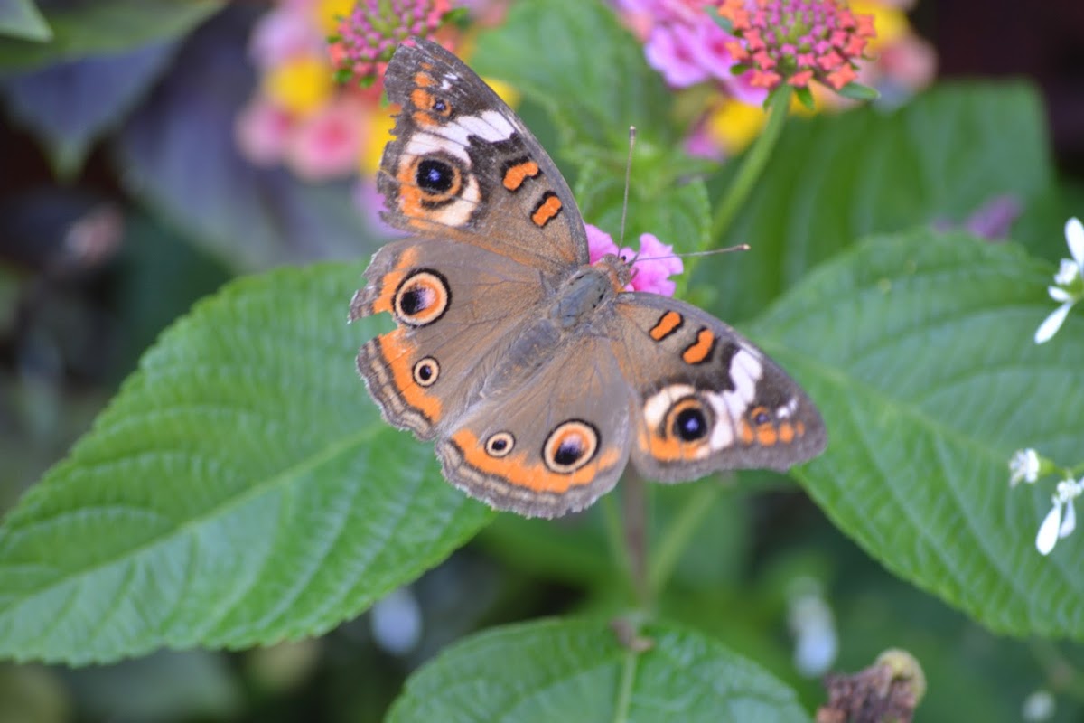 Common Buckeye