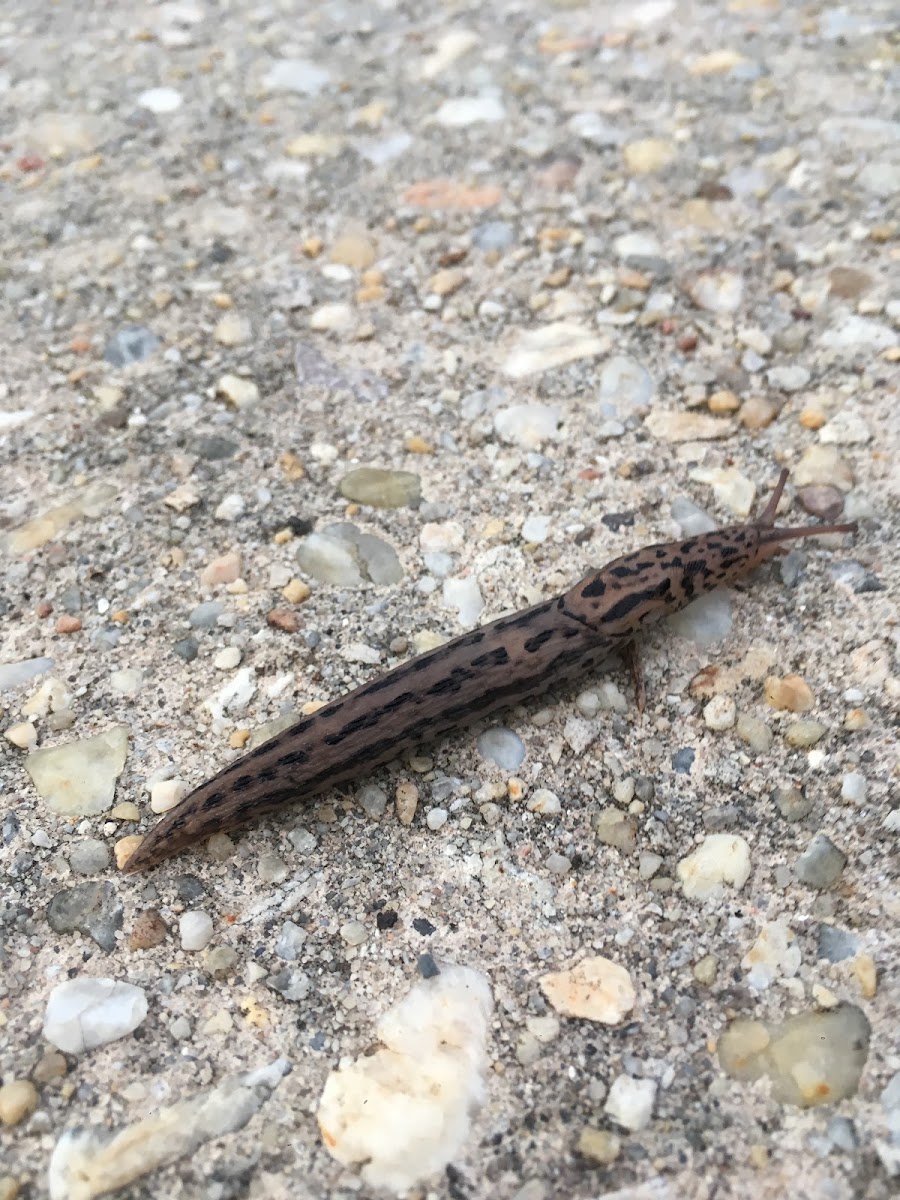 Leopard Slug