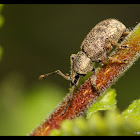 Clay-Coloured Weevil