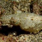 stumpy-spined cuttlefish/dwarf cuttlefish