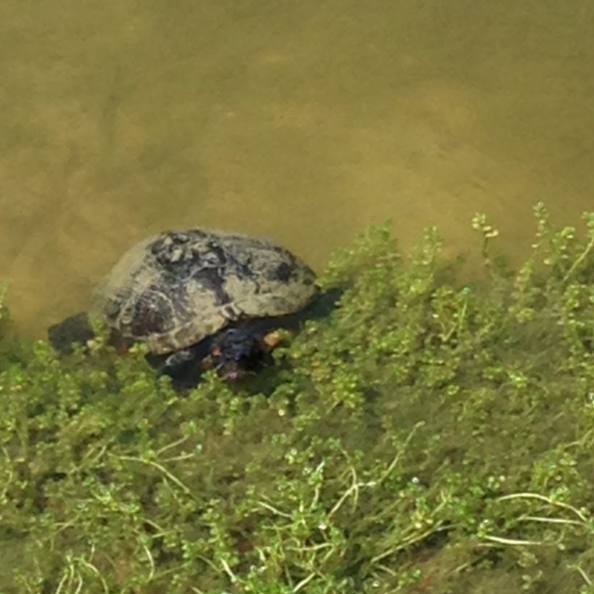 Red-eared Slider