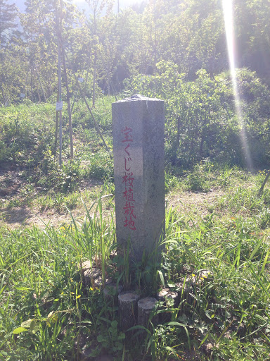 宝くじ桜植栽地