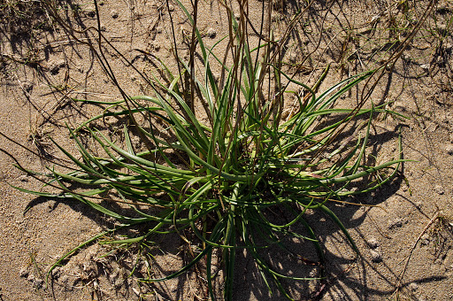 Plantago maritima