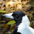 australian magpie