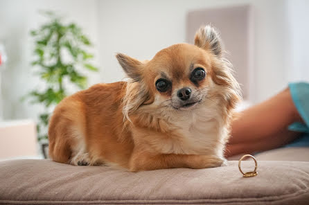 Fotografo di matrimoni Ana Maria Rodrigues (amrodriguez). Foto del 19 agosto 2019