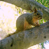 Fox squirrel (baby)