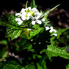 Garlic Mustard