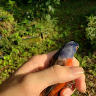 Painted Bunting