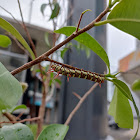 Spotted tiger caterpillar