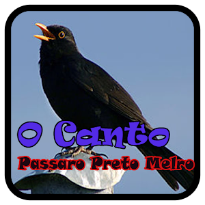 Download O Canto Passaro Preto Melro For PC Windows and Mac