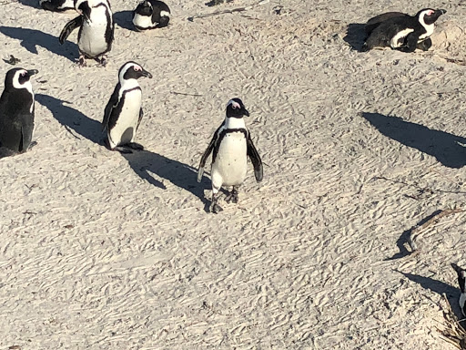 Penguins Cape Town South Africa 2018