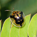 Mottled Tortoise Beetle