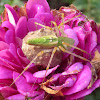 Green lynx spider