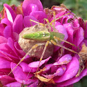 Green lynx spider