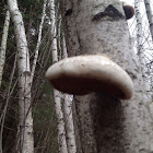 Birch fungus