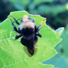 Robber Fly, Bumble Bee mimic