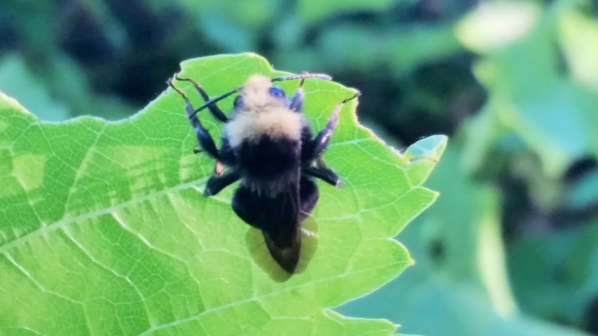 Robber Fly, Bumble Bee mimic