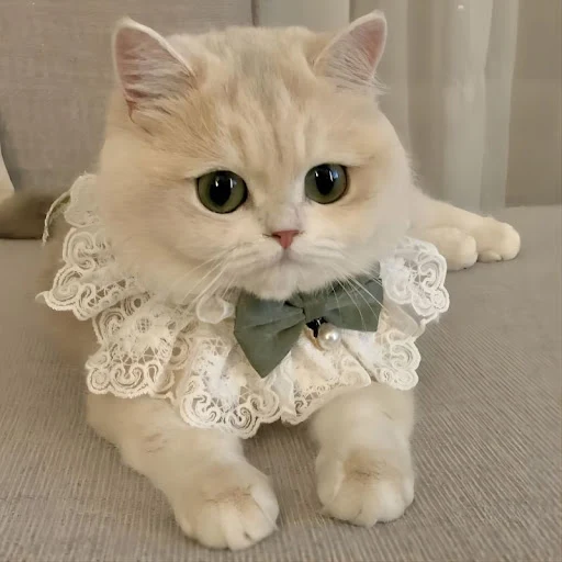 Cats Bowtie Pet Cat Lace Bowknot Bib Cute Pearl Collar Cats Kitten Dog Bandana Neckerchief Puppy Neck Strap Necklace