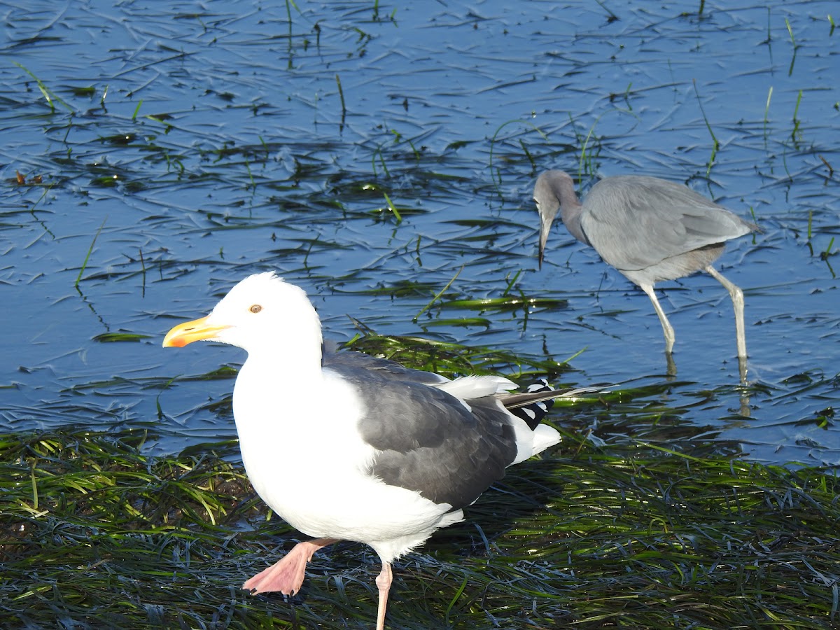 Western Gull