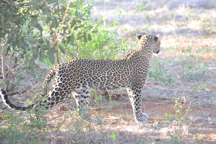 A leopard looking for prey in Tsavo East National Park. A similar one has been spotted in Arabuko Sokoke Forest Kilifi county.