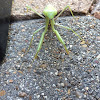 European Mantis