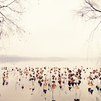 Ninfee d'inverno al lago di 